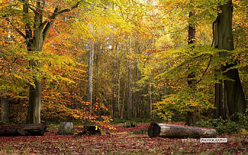 Virginia, Virginia America, scene, graphy, fall, , seasons, North America, tree, park, abstract, autumn, nature, , forest, landscap HD wallpaper