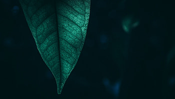 Green leaf macro, resolution, Nature's details, Stunning close-ups HD wallpaper