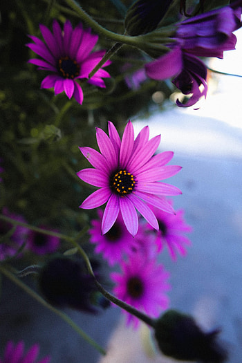 Flowers, Violet, Macro, Purple, Daisy HD phone wallpaper