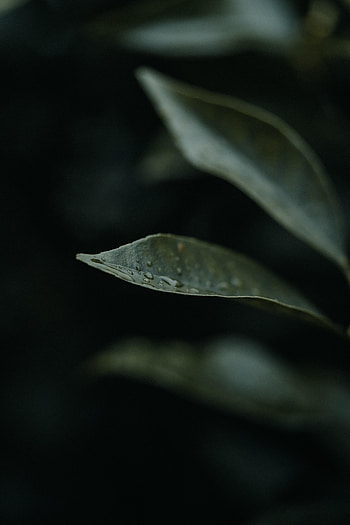 Water, Drops, Plant, Macro, Leaflet HD phone wallpaper