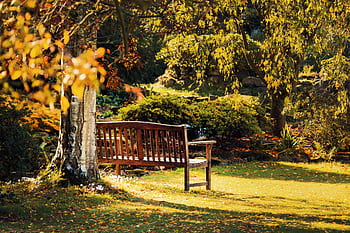 Serene wooden bench surrounded by vibrant autumn foliage in a tranquil Kent park. HD wallpaper