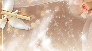 Peaceful Rose, dove, peaceful, stars, scroll, silk, rose, leaves, sparkle, hope, peace HD wallpaper