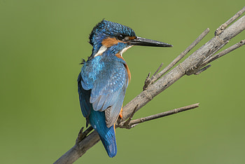 Animal, kingfisher HD wallpaper