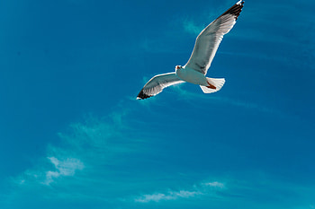Animals, Sky, Clouds, Bird, Flight, Gull, Seagull, Wings HD wallpaper