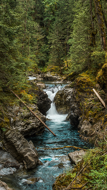 Nature, Rivers, Trees, Stones, Forest, Creek, Brook HD phone wallpaper