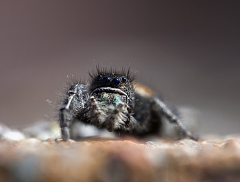 Macro, Dark, Legs, Large, Big, Spider HD wallpaper