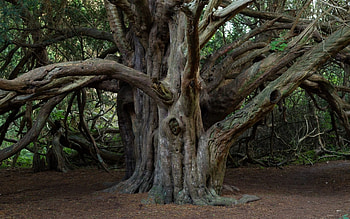 Kingley Vale, Great yew, Druids, Ancient yew tree HD wallpaper