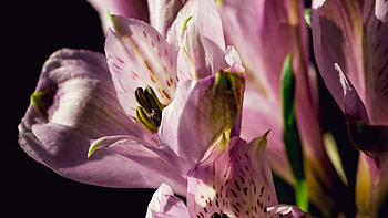 Light Purple Alstroemeria Flowers Petals Black Background Flowers HD wallpaper