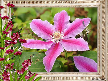 PINK CLEMATIS, CLEMATIS, PRETTY, FLOWERS, FRAMED HD wallpaper
