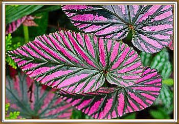 FRAMED LEAVES, LEAVES, NATURE, , FRAMED HD wallpaper