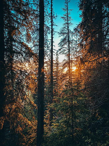 Forest, Nature, Sun, Beams, Rays, Branches, Fir, Spruce HD phone wallpaper