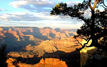 Nature, Wood, Tree, Height, Shadows, Sunlight, Canyons, Day HD wallpaper