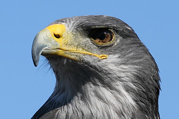 A Young Bald Eagle, sky, feathers, eagle, bird of prey HD wallpaper