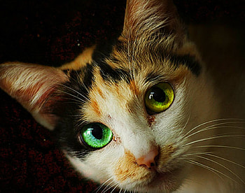 Green and yellow eye, animals, face, cute, cat, pet HD wallpaper
