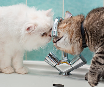 Animals, Cats, Water, Drops, Couple, Pair, Sink HD wallpaper