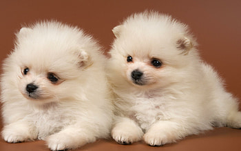 Pomeranian, Puppy , Playful and tiny, Fluffy fur HD wallpaper