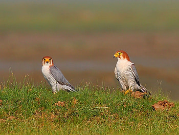 Birds on Ground, cool, birds, on ground HD wallpaper