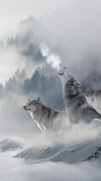 Arctic Wolf, Winter animal , Arctic scenery, Nature's wonders HD phone wallpaper
