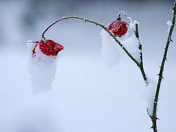 Frozen Roses, winter, roses, snow, red HD wallpaper