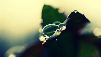 Background, Plant, Macro, Shine, Light, Drop HD wallpaper