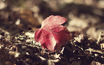 Grass, Autumn, Macro, Sheet, Leaf, Dry, Fallen HD wallpaper