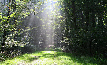 Nature, Shine, Light, Rays, Beams, Forest, Polyana, Glade, Outskirts, Edge HD wallpaper