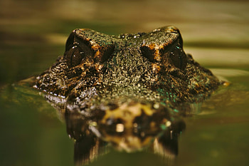 Crocodile, Scaly skin, Alligator family, Predatory instincts HD wallpaper