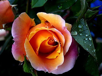 Rose, nature, flower HD wallpaper