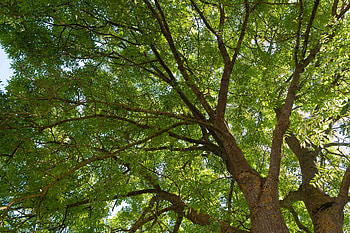 Mexican ash tree, Natural beauty, Exotic flora, Botanical wonder HD wallpaper
