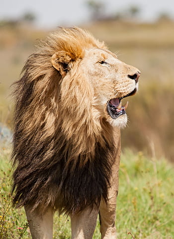 A powerful lion with a majestic mane stands in the African savannah, showcasing its natural habitat. HD phone wallpaper