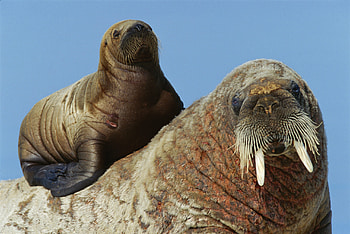 Space walrus, Antarctic research, Animal spotting, Mass survey HD wallpaper