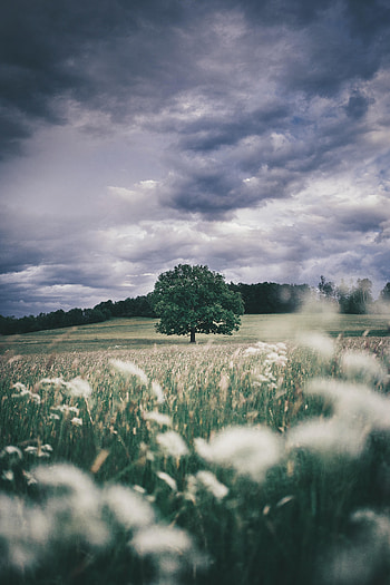 Nature, Grass, Sky, Wood, Tree, Field, Ears, Spikes HD phone wallpaper