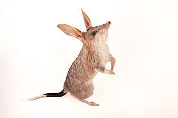 Macrotis (Bilby), Joel Sartore wildlife graphy, Bilby in its habitat, Ani051 00033 HD wallpaper