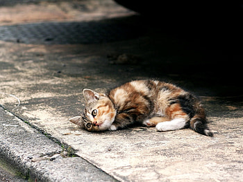 Animals, Kitty, Kitten, To Lie Down, Lie, Playful HD wallpaper