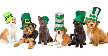 :), white, pisici, green, card, cat, hat, caine, dog, cute, st patrick HD wallpaper