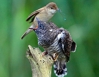 Cuckoo, Fascinating creature, Peculiar habits, Nature's intriguing mystery HD wallpaper