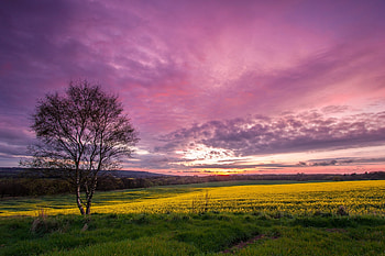 Nature, Sunset, Sky, Field, Birch HD wallpaper