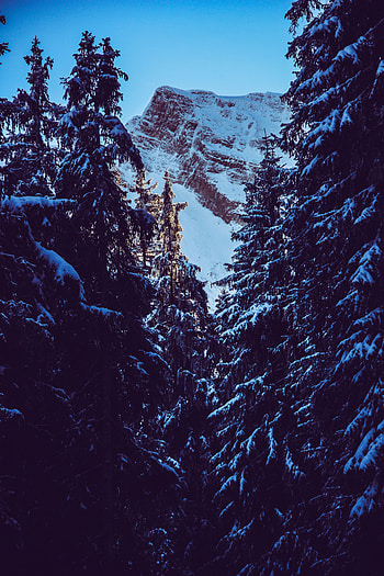 Nature, Snow, Mountain, Peak, Branches, Snow Covered, Snowbound HD phone wallpaper