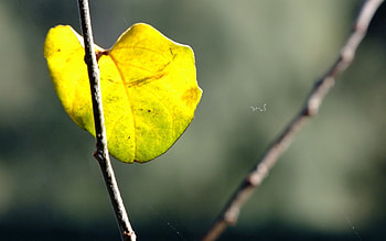 Nature, Macro, Branches, Autumn Leaf, Autumn Sheet HD wallpaper