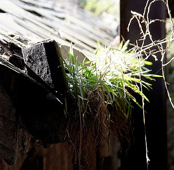 Grass Gutter, buildings, grass, gutter, derelict HD wallpaper