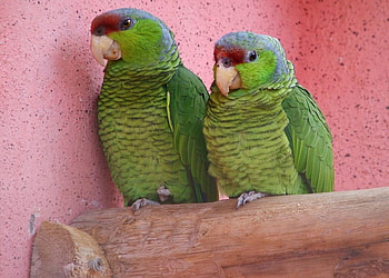 Green couple, couple, bird, parrots, love HD wallpaper