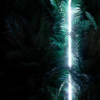Neon, Leaves, Dark, Backlight, Illumination, Line HD phone wallpaper