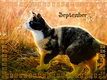Beautiful cat, pretty, animals, cats, beautiful, lovely HD wallpaper