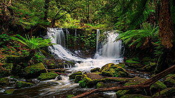 Horseshoe Falls, Tasmania, trees, river, forest, rocks HD wallpaper