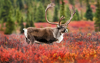 Caribou migratory behavior, Genetic reflection, Nature's adaptation, Gene expression HD wallpaper