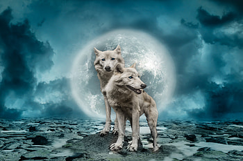 Predator, wolves, moon, art HD wallpaper