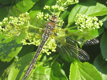 Dragonfly, wings, flower, green, flowers HD wallpaper