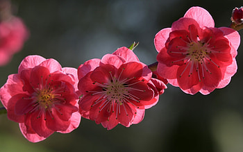 Spring, branch, flower, trio, blossom HD wallpaper