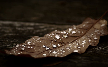 Autumn, Macro, Dark, Brown, Sheet, Leaf, Dry HD wallpaper