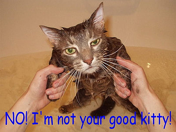 Cat, funny, amimal HD wallpaper